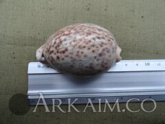 90906 1449776500