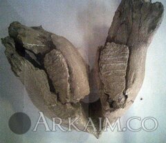 IMG_20160814_165458.jpg