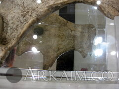 IMG 6526