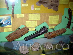 IMG_5979.JPG