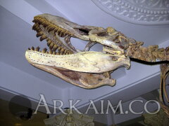 IMG 5900