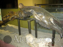 IMG_5937.JPG