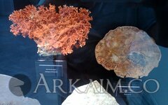 IMG_20190908_142025.jpg