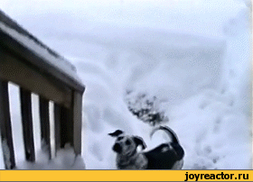 50e2ca9f25827_0_a7d06_326c82b1_M.gif