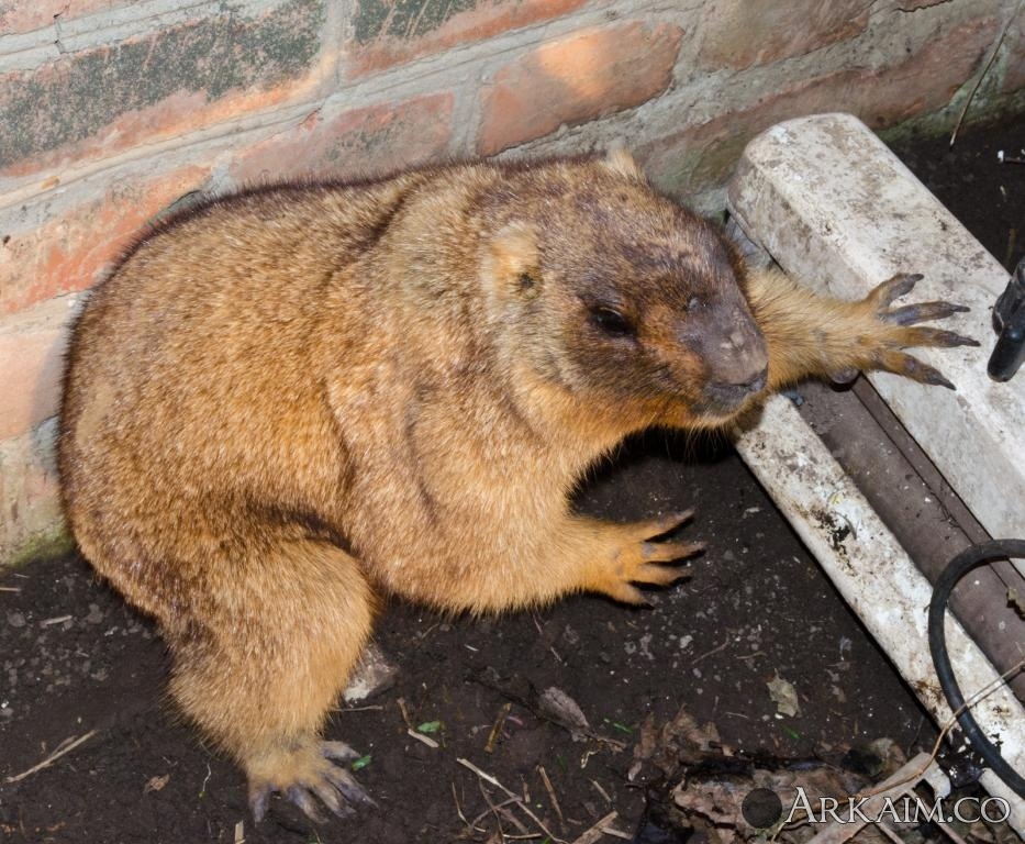 post-14-0-81406500-1397750436_thumb.jpg