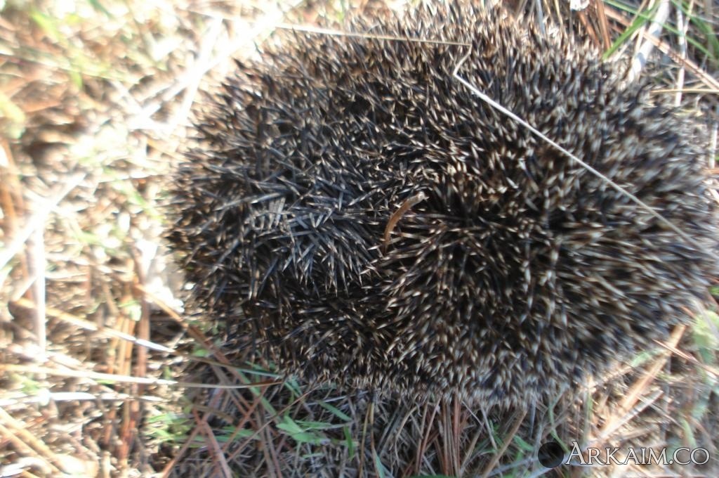post-1144-0-93976500-1496589853_thumb.jpg
