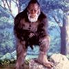 Yetti