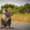 коала