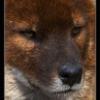 Redwolf
